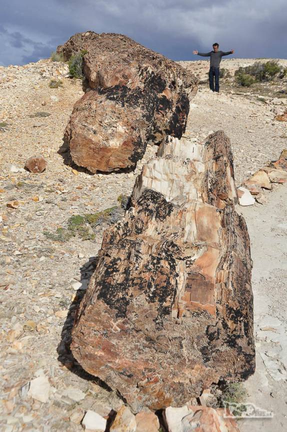Examinando de perto antigas árvores de 150 milhões de anos transformadas em pedra no Monumento Natural Bosques Petrificados, região de Caleta Olivia, no sul da Argentina